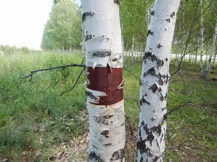 Тонкие стволы не слишком частых берез