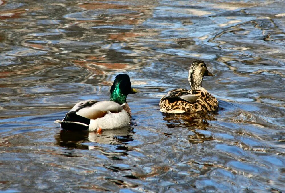 Утка краснодарская. Утка в воде. Утка плывет. Дикие утки крыма. Кряква (anas platyrhynchos l.