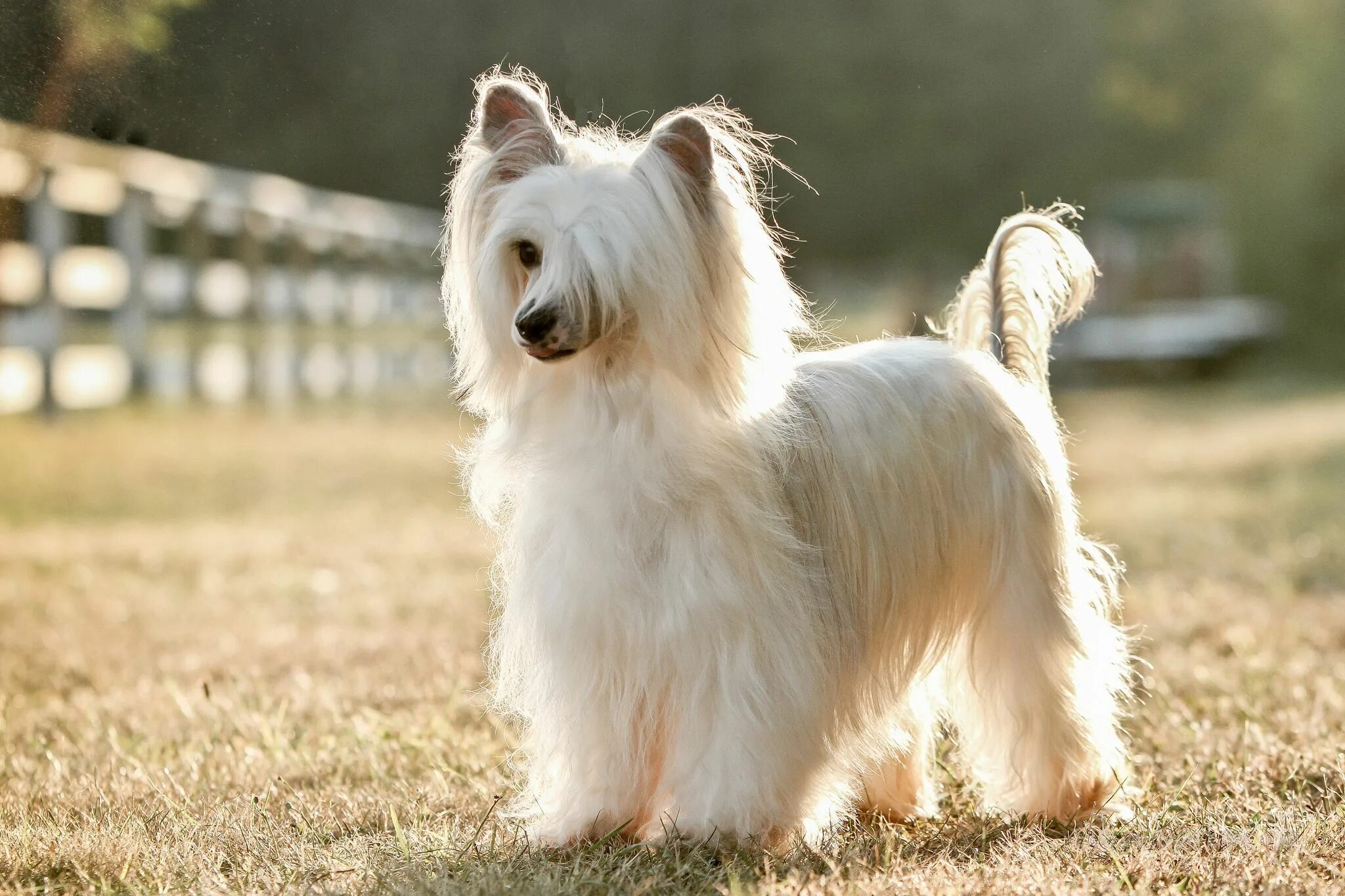 Пуховая хохлатая собака фото Chinese Crested Dog Ilory Orange Sun