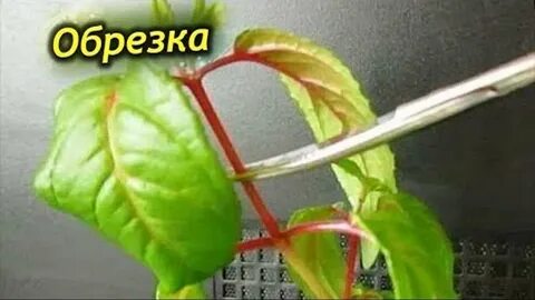 Как обрезать фуксию на зиму