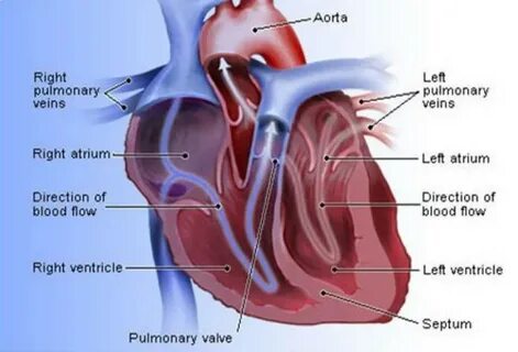 Map of the heart