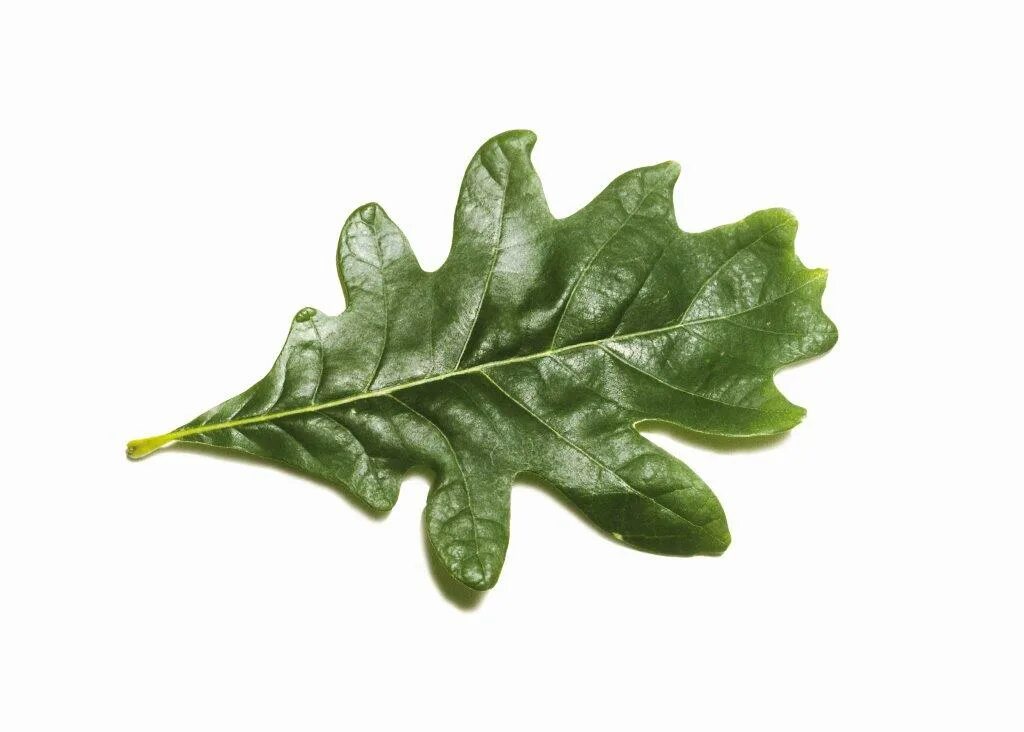 дубовый лист для детей. 2 дубовых листа. дубовые листочки. осенний дубовый лист. 2 дубовых листа.