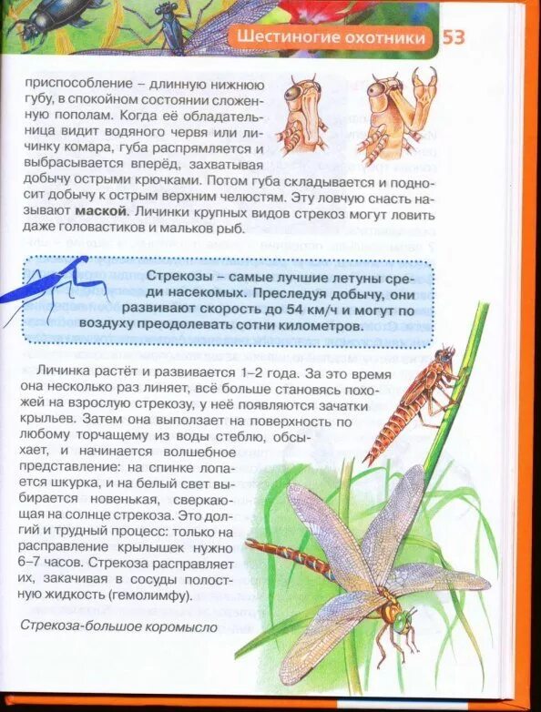 Зелёные страницы стреозы. Интересные факты о стрекозах. Интересные факты о стрекозах. Зеленые страницы факты о стрекозах. Зеленые страницы факты о стрекозах.