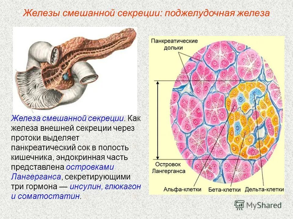 Поджелудочная железа строение функции гормоны. Функция внутренней секреции поджелудочной железы. Поджелудочная железа является смешанной. Секреция поджелудочной железы. Внешняя секреторная функция поджелудочной железы.