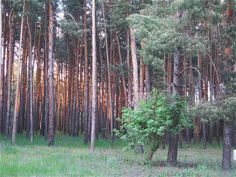 лесхоз ростовской области. лесное хозяйство ростов. лесничества ростовской области. лесное хозяйство ростов. александровский лес азовский район.