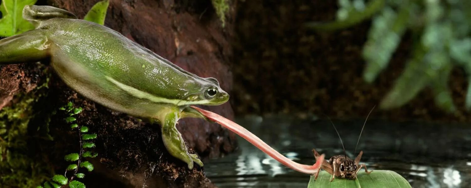 лягушка ловит насекомых. жаба ест слизней. насекомые лягушки. лягушка ест мышь. лягушка и улитка.