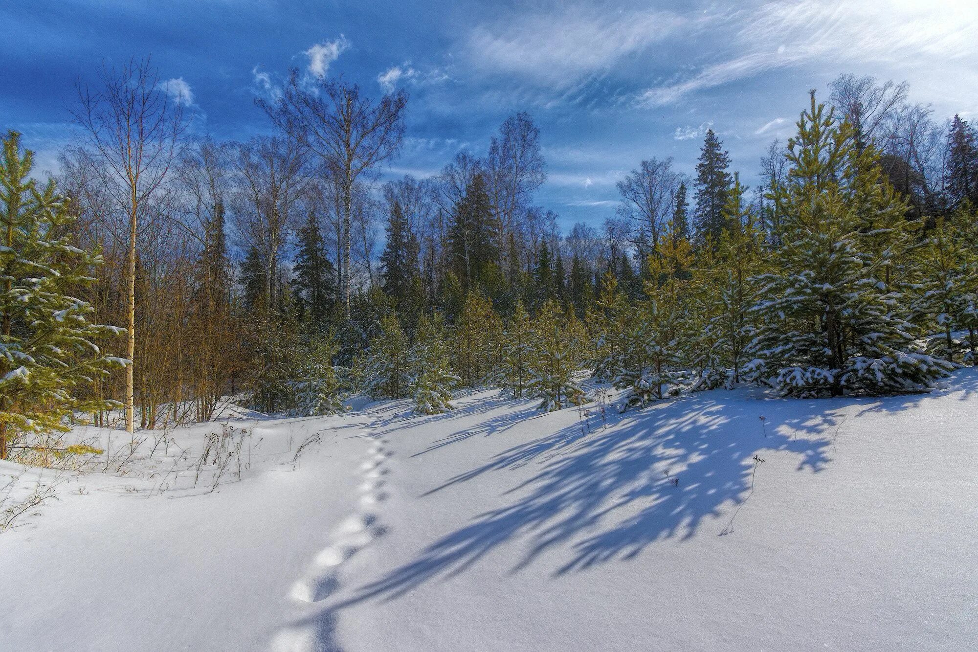 Первозданный снег. Тропинка в зимнем лесу. Следы в зимнем лесу. Следы на снегу в лесу. Тропинка в снегу.