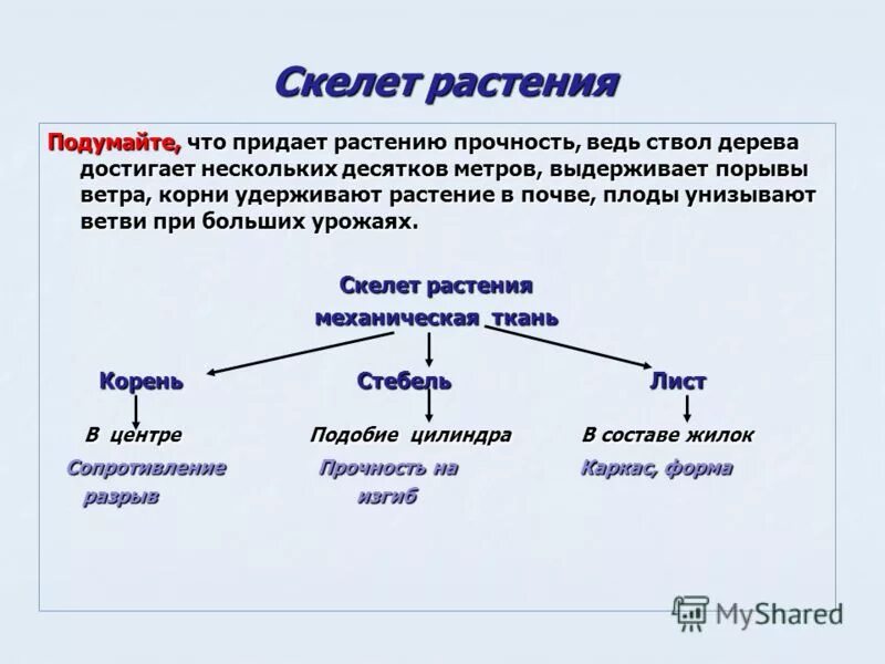 Функции скелета растений. Функции скелета растений