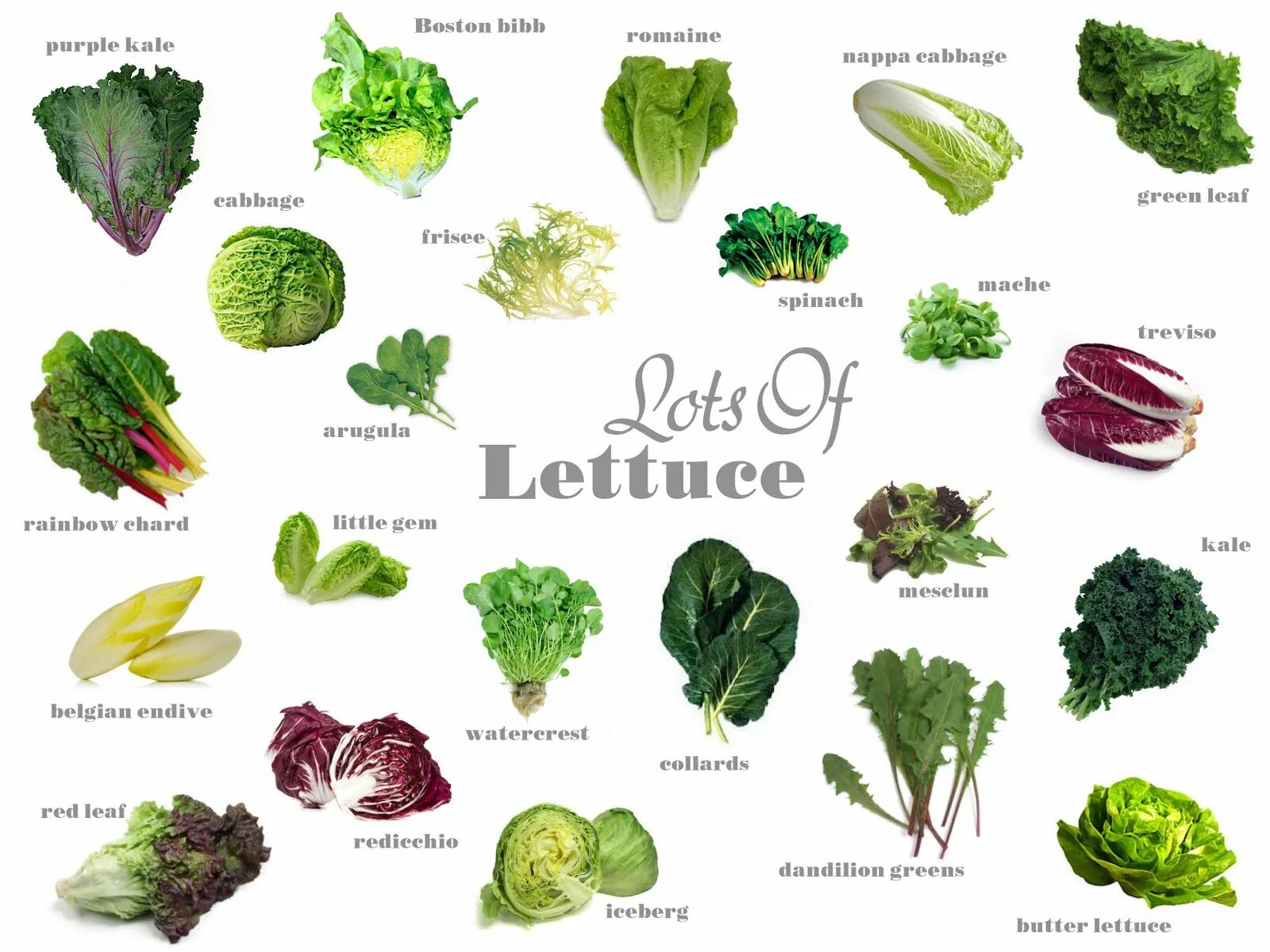 Lettuce перевод на русский. Названия листовых салатов. Зелень овощи названия. Название листовых овощей. Разновидности зелени.