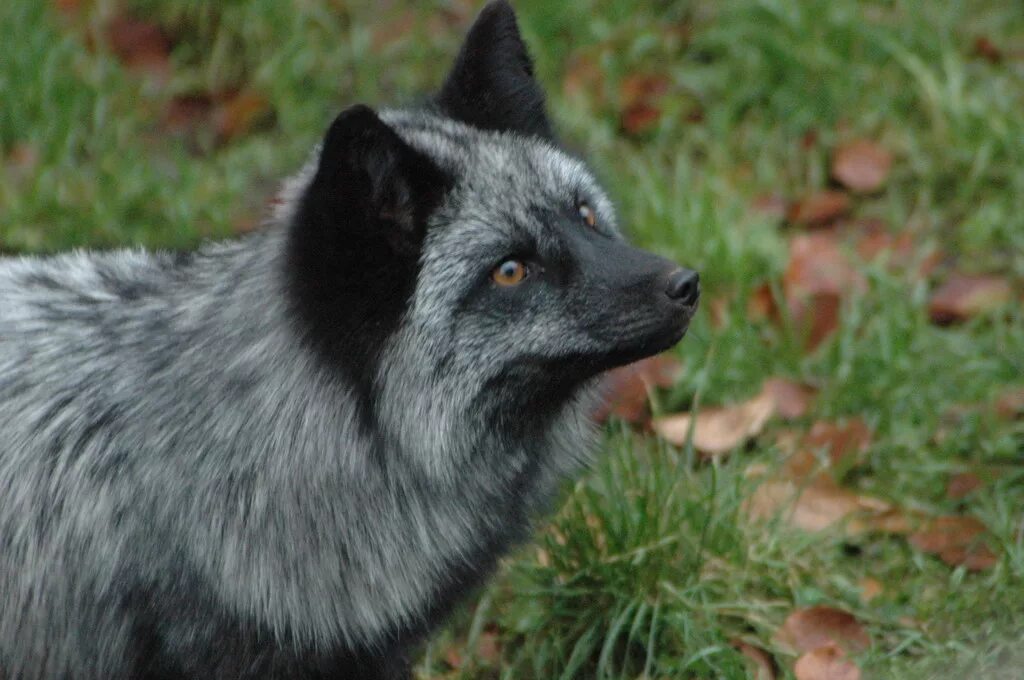 Чернобурка это. Silver fox. бурка лиса. лиса чернобурка серая. лиса чернобурка и серебристая.