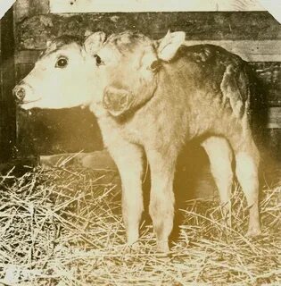 Порно актриса Торн