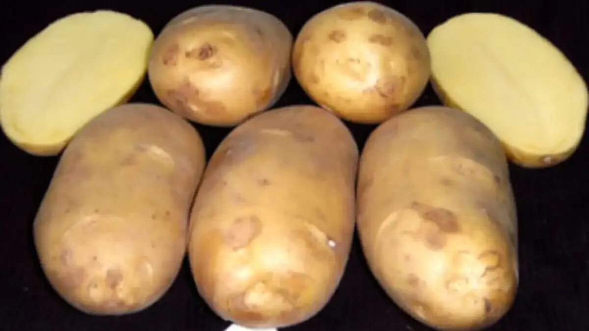 Лучшие сорта картофеля для пюре. Сорта картофеля чароит. сорт.картофеля.придеснянский. семенной картофель винета.
