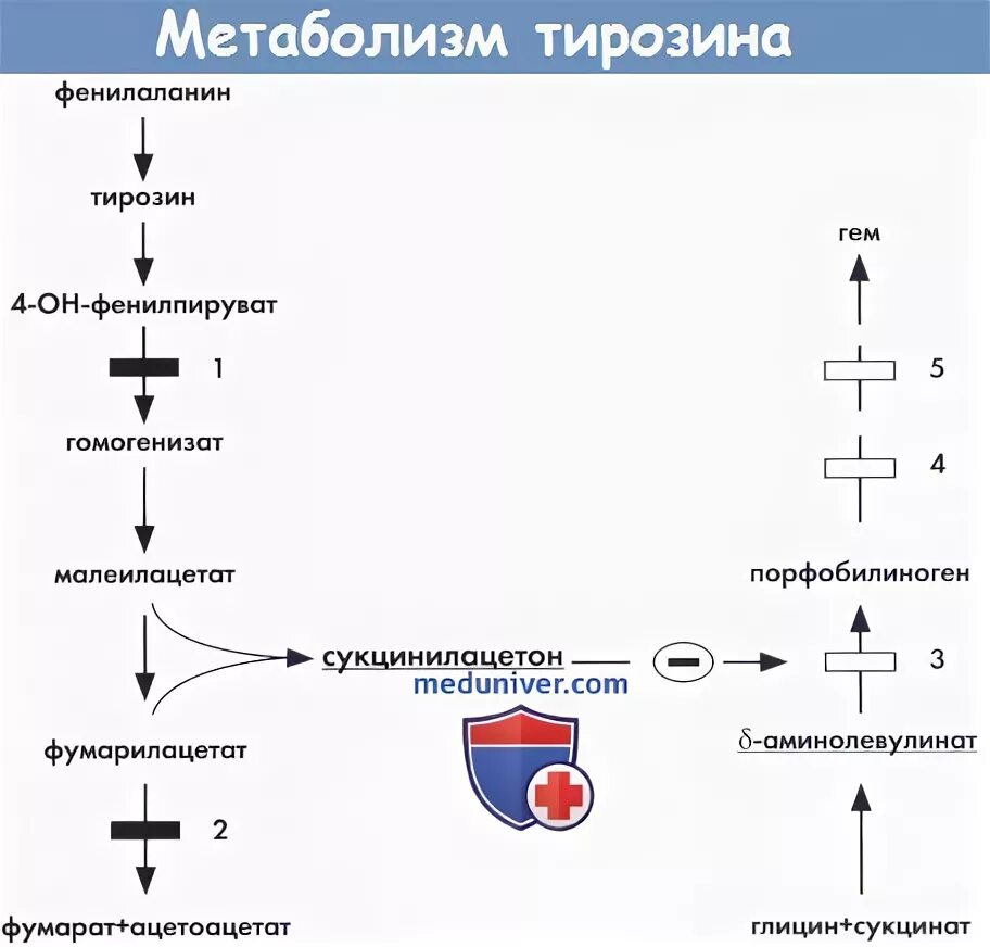 Пэт с тирозином. Тирозинемия тирозина. Метаболизм тирозина в печени. Тирозинемия патогенез. Метаболизм фенилаланина и тирозина.