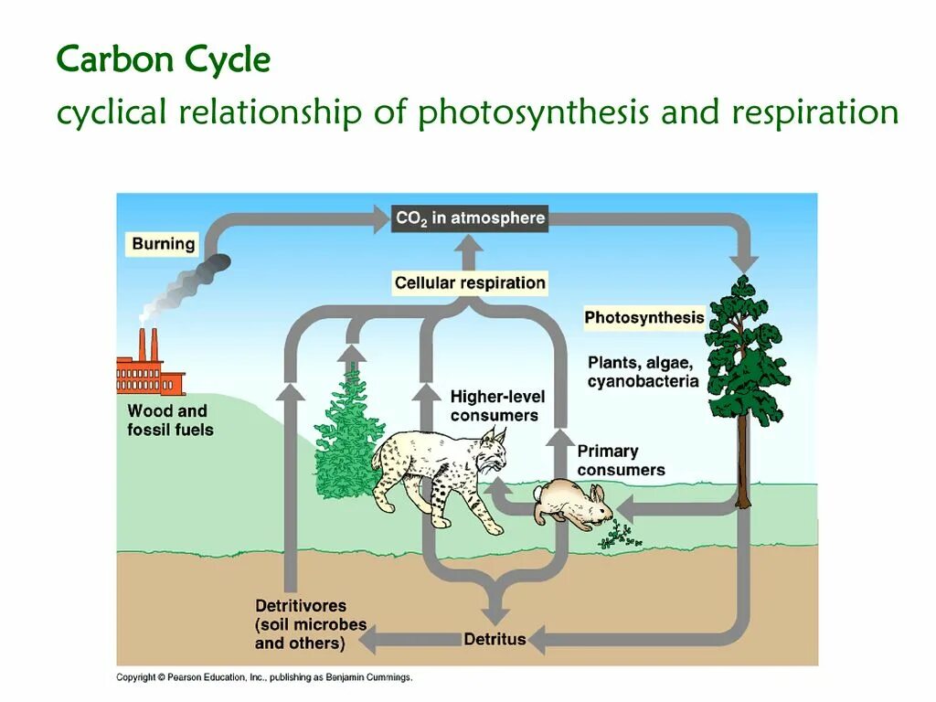 Use carbon dioxide. Геохимический цикл углерода. Carbon Cycle. Daur. Co2 цикл.