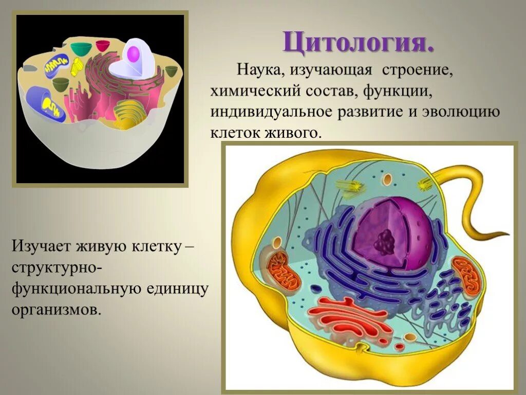 Цитология это наука изучающая. Клетка цитология. Цитология -учение о клетке. Цитология презентация. Науки биологии цитология