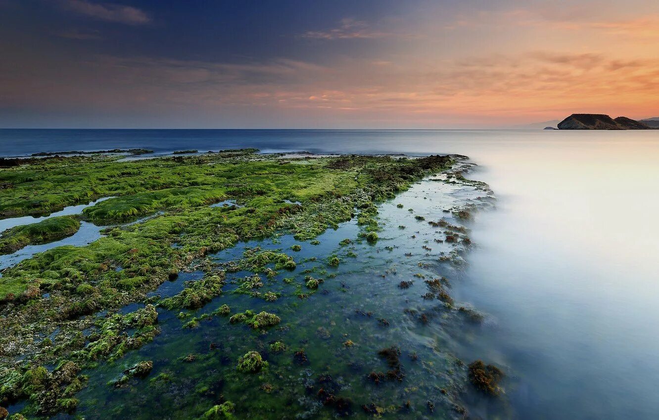 Саргассово какой океан. Саргассово море водоросли. Саргассово море моря. Саргассово море водоросли саргассум. Саргассово море пляж.