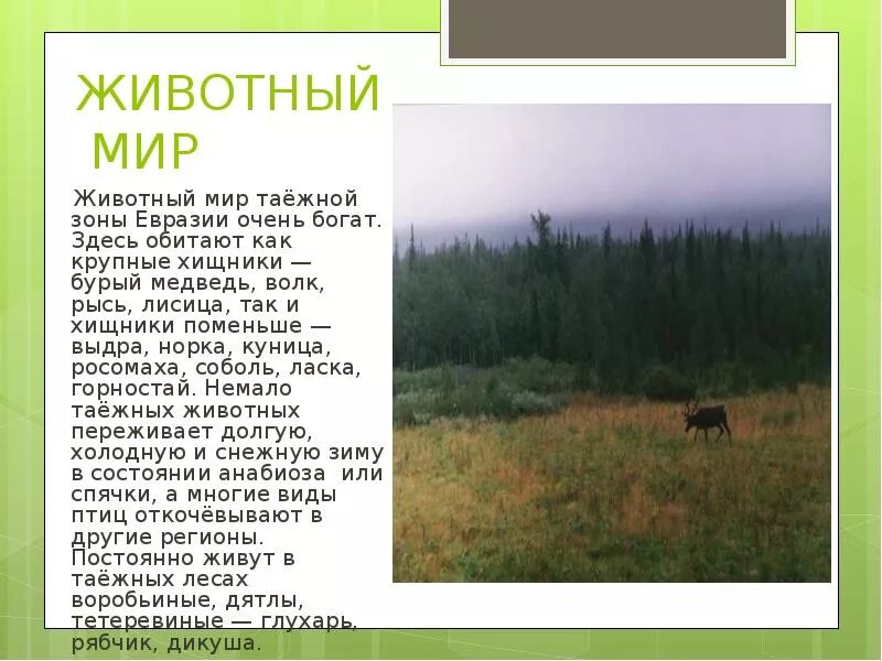 Из какого языка название тайга. Продукт на тему прироодные зоны России. Тайга природная зона. Тайга презентация. Описание тайги.