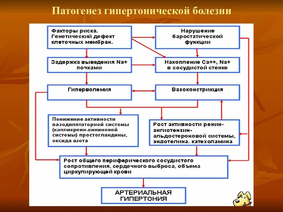 Патогенез сердечных заболеваний. Механизмы первичной артериальной гипертензии. механизм развития гипертонической болезни. этиология гб гипертоническая болезнь. гипертоническая болезнь сердца патогенез.