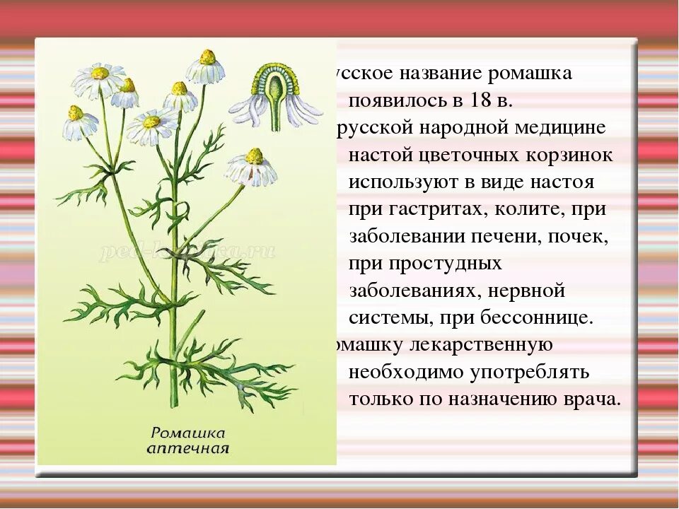 Ромашка лекарственная тип питания. Соцветие ромашки аптечной. Ромашка аптечная побег. Соцветие полевой Ромашка. Цветки ромашки аптечной латынь.