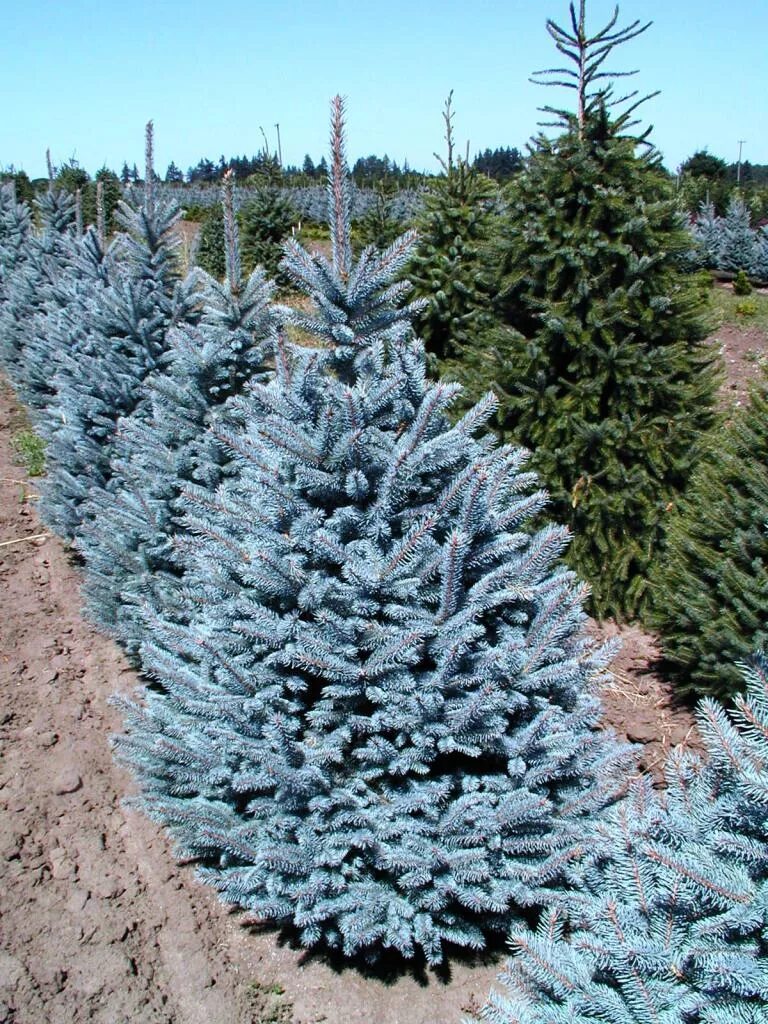 Ель колючая super blue seedling. Ель мисти блю. Мисти блю ель голубая. Голубая ель сорт нордман. Хупси голубая ель.