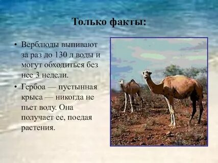Интересные факты о верблюдах