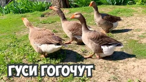 Гуси звук