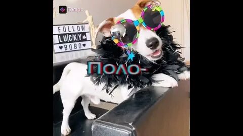 Локи бобо мой кумир