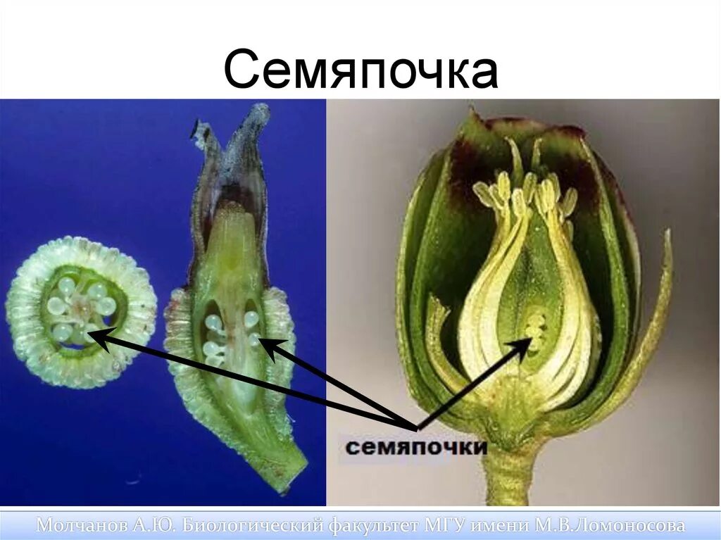 Семяпочка в пестике. Семязачаток покрытосеменных растений. Завязь и семязачаток. Нуцеллус семяпочки.