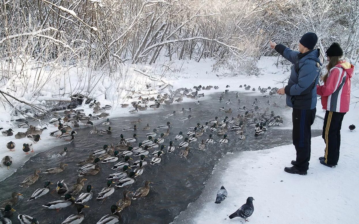 Чем кормить уток весной. Птицы зимой в городе. Утки зимой. Утки зимой в городе. Утки зимой в Москве.
