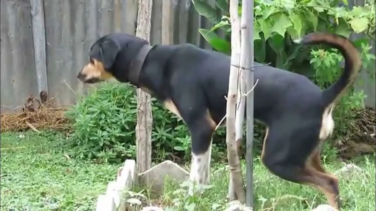 Dog piss. Домашний зоо писсинг собаки. Dog pissing Tree Doberman photo amateur urine. How Dog piss.