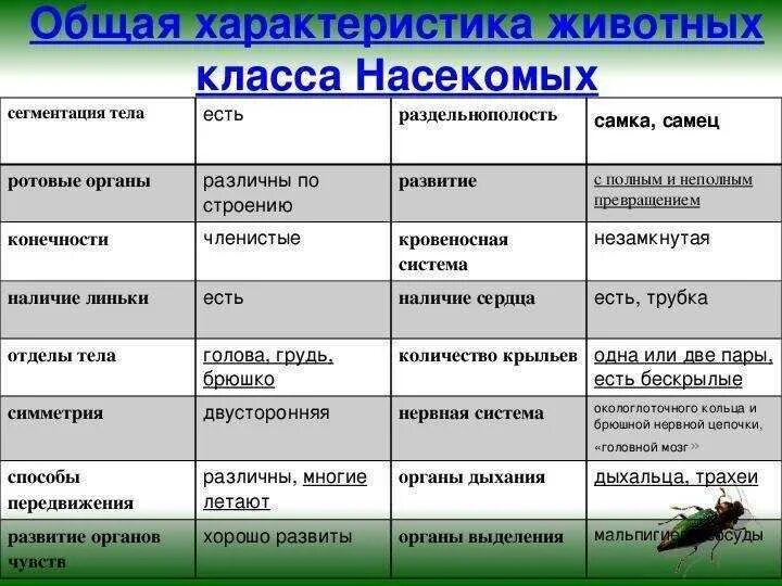 Характеристика типов классов животных. Характеристика насекомых 7 класс биология. Таблица насекомые 7 класс биология общая характеристика. Биология 7 кл таблица отряды насекомых. Характеристика класса насекомые 7 класс биология таблица.