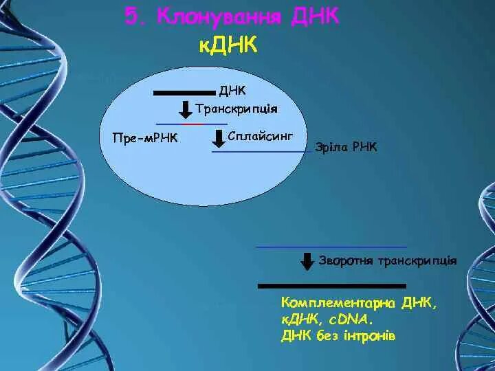 Комплиментарные днк. Синтез КДНК. Комплементарная цепь ДНК. Синтез КДНК на матрице РНК. Получение КДНК на матрице РНК.