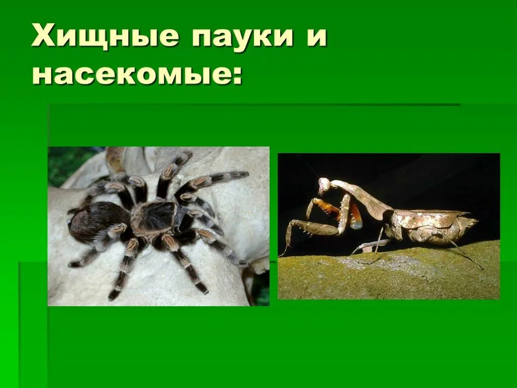 Подавляющее большинство хищники паукообразные или насекомые. Паукообразное хищное животное. способы питания насекомых. большинство хищники паукообразные или насекомые. способ питания пауков.