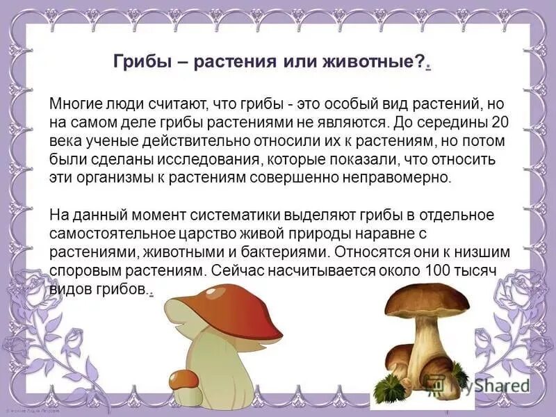 Почему появляются грибы. Растения и грибы. Грибы не растения. Грибы это растения или. Грибы это растения или животные.