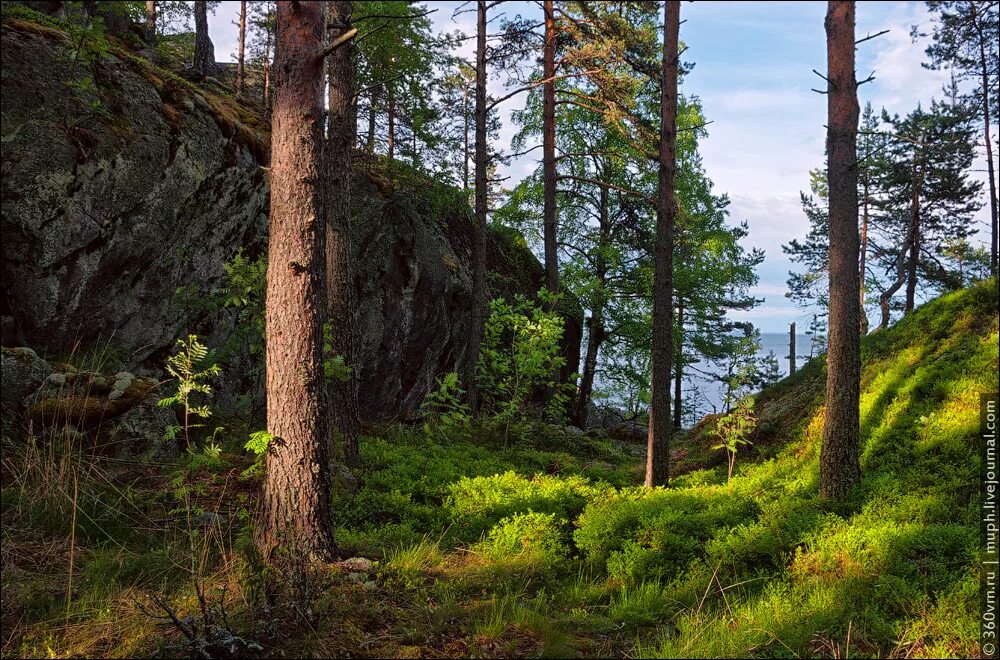 какой лес в карелии. таежные леса в карелии. карел лес петрозаводск. таежные леса в карелии. какой лес в карелии.