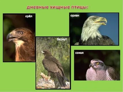 Представители хищных птиц