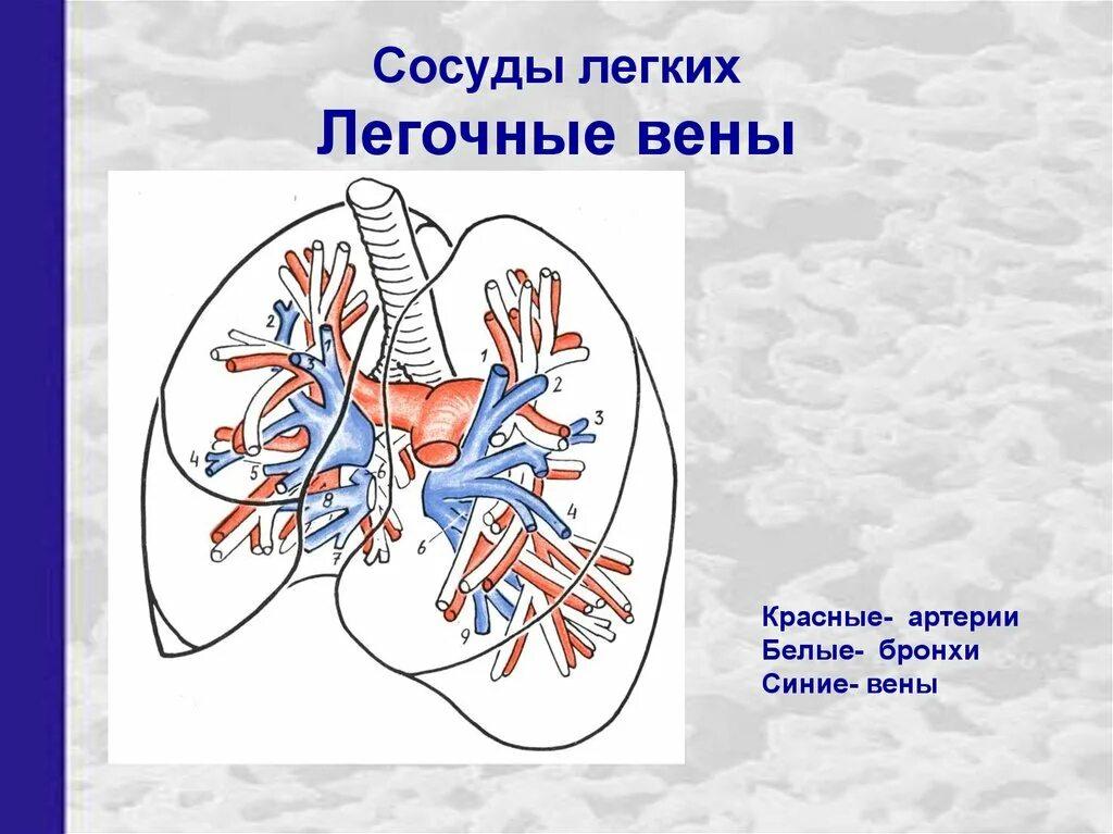 Легочная артерия и легочная Вена. Строение легочной артерии. Сколько легочных артерий