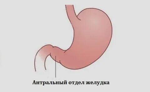 Антральный отдел привратника