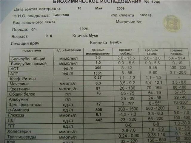 Аланинаминотрансфераза повышена у мужчин в крови что. Биохимия крови алт АСТ норма. Алт АСТ В анализе крови повышен. Исследование крови показатели alt. АСТ И алт в биохимическом анализе крови повышен.