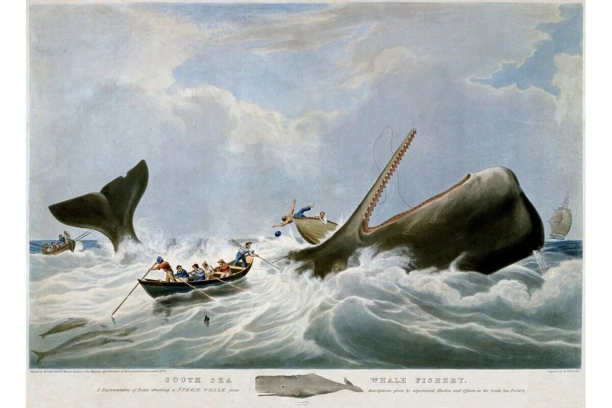 Бравал кит. Китобойный промысел 19 века. Эссекс Кашалот. Китобойный корабль 19 века.