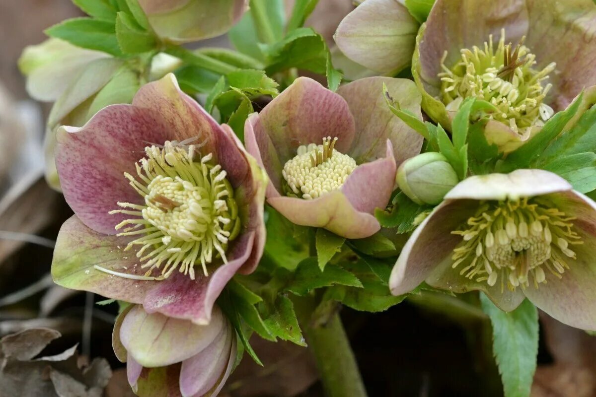 Морозник авито. Морозник геллеборус. морозник (геллеборус, helleborus). морозник (helleborus) кавказский. морозник гибридный.