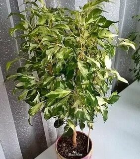 Фикус керли