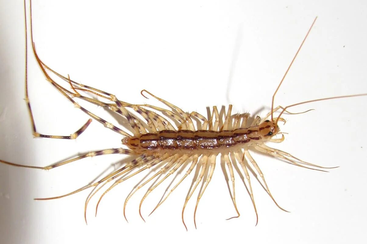 сороконожка сколопендра мухоловка. паук сороконожка. паук сенокосец. скутигера-мухоловка. обыкновенная мухоловка многоножка.