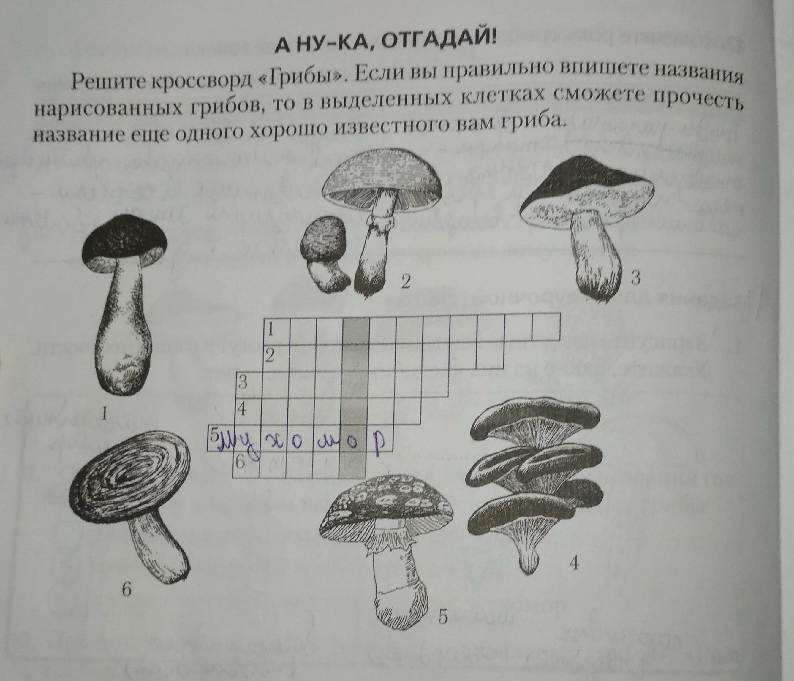 Кроссворд по биологии 6 класс грибы. Кроссворд про грибы. Кроссворд на тему грибы. Кроссворд про грибы для детей.