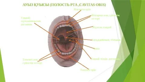 Колготки мен юбка киген