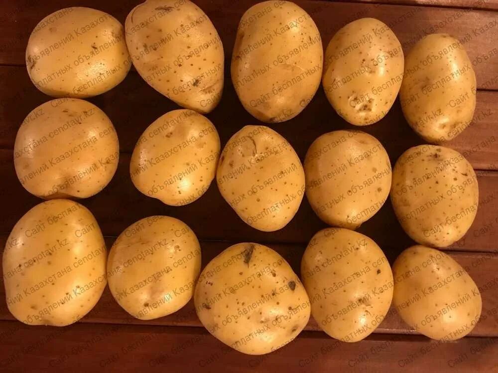 Галла сорт картофеля. Картофель скарлетт. сорт картофеля скарлет. картофель сорт гала и ред скарлет. сорт гала.