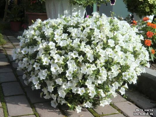 петуния бланкет вайт. петуния бланкет уайт. петуния бланкет уайт. петуния surfinia white. сурфиния тейбл вайт.