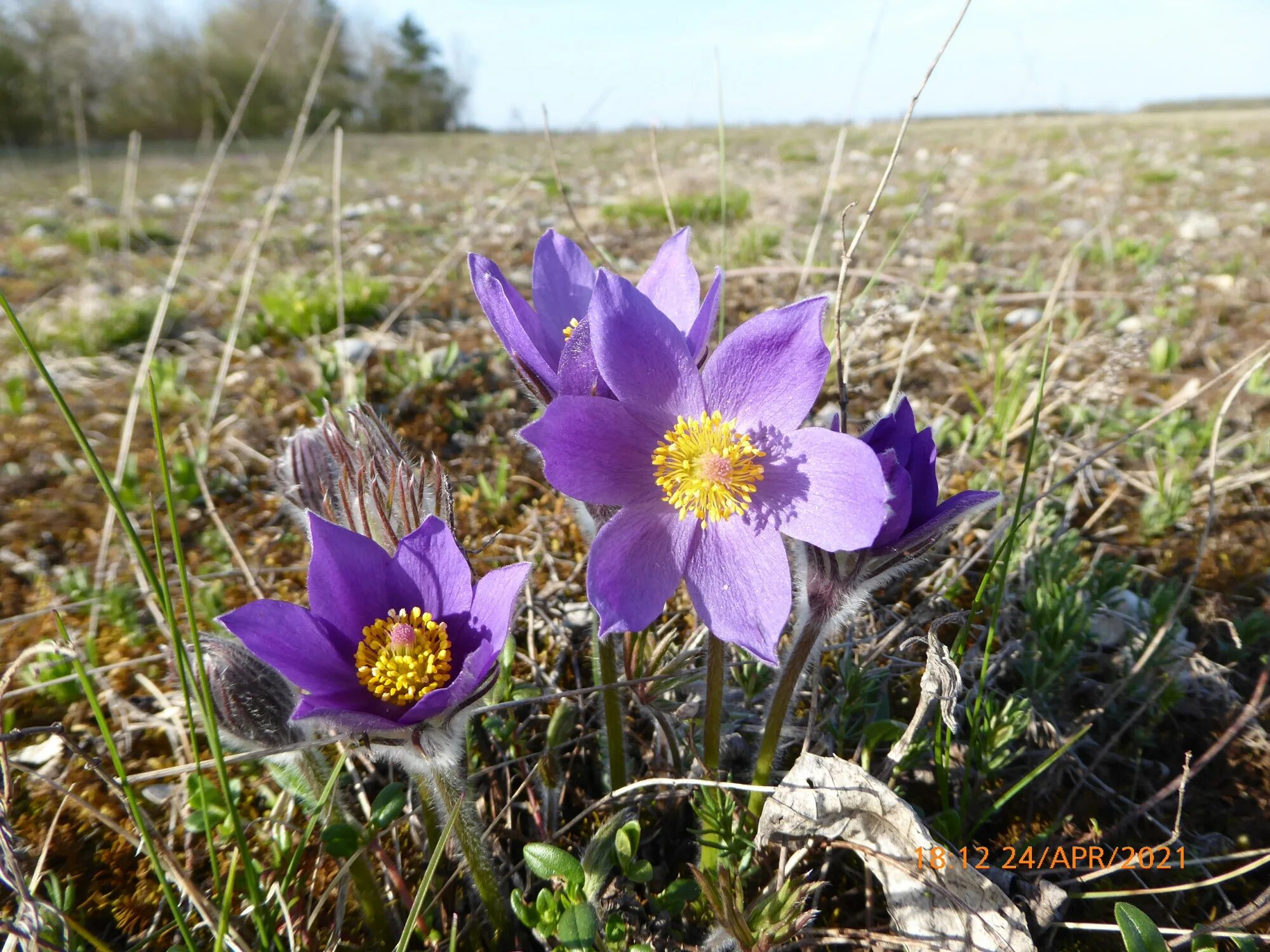 Сонник цветет. Прострел - сон трава. Сонник растение. Сонник цветет. К чему снится рвать цветы в букет.