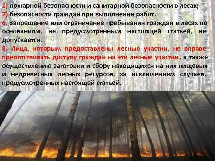 Санитарная безопасность лесов. Порядок санитарной безопасности в лесах. Правила санитарной безопасности в лесу. Соблюдение правил санитарной безопасности в лесах. Техника противопожарной и санитарной безопасности