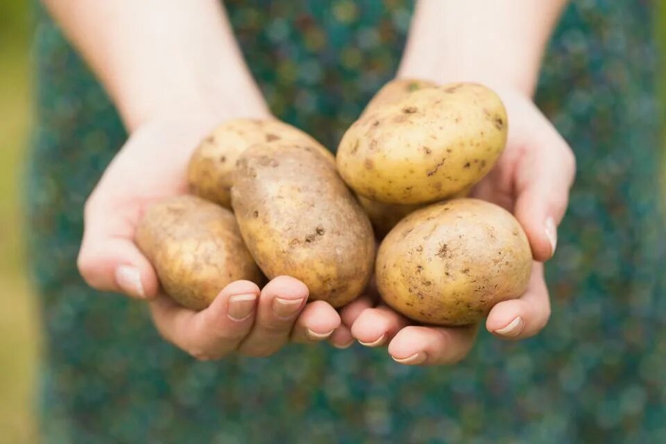 Картофель детям с какого возраста. Картофель. картофель в руках. картошка в руке. картошка эстетика.